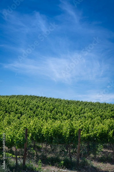 Fototapeta Rows of vine in the Yakima Valley in the summer