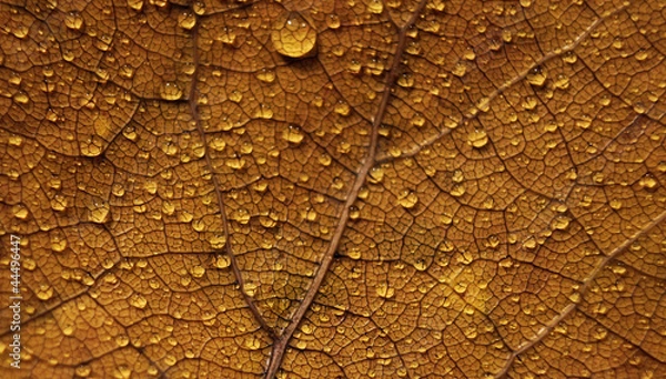 Obraz осенний желтый лист с каплями воды, фон