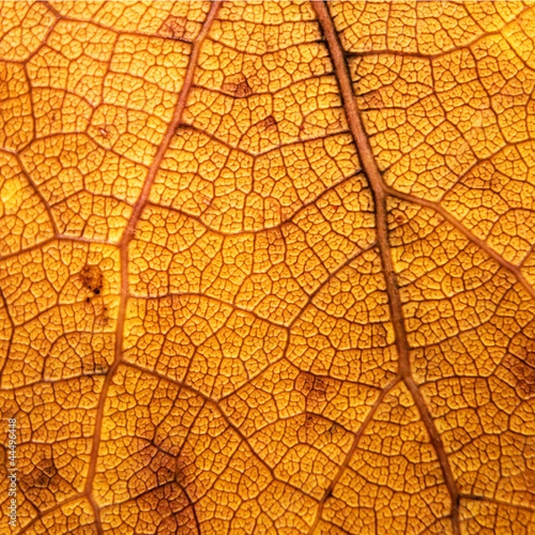 Obraz осенний пожелтевший лист, фон