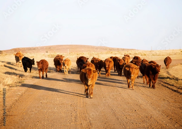 Obraz Cows walking down dirt road