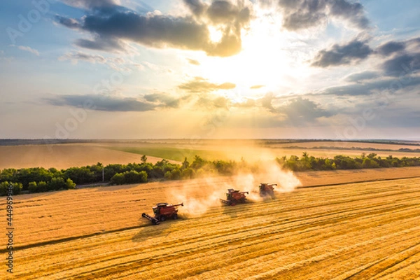 Fototapeta harvesting wheat. three red combine-harvester work in the field. beautiful sky at sunset. Aerial drone photo