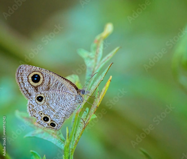 Obraz Common Fourring butterfly on green leaf
