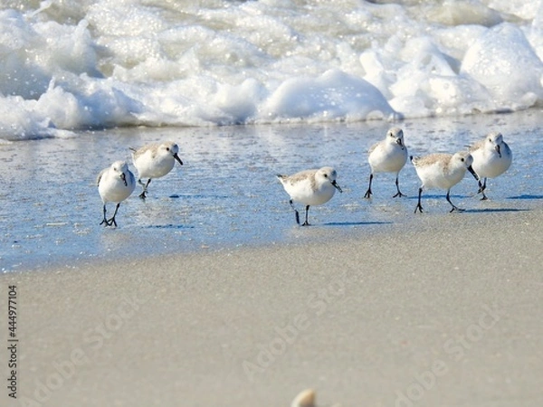 Obraz Snowy Plover