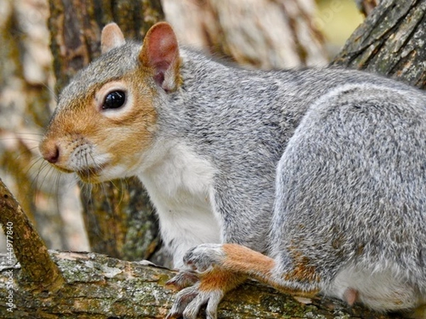 Obraz Squirrels in Kansas