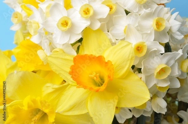 Obraz Multicolored narcissus background in studio