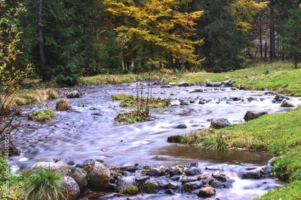 Obraz A stream flows among a beautiful autumn forest.