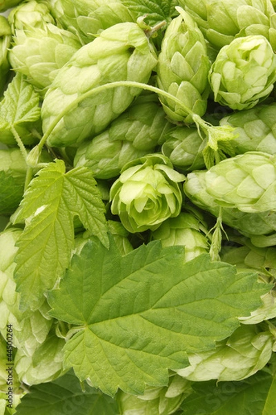 Obraz texture hop with green leaf and twig