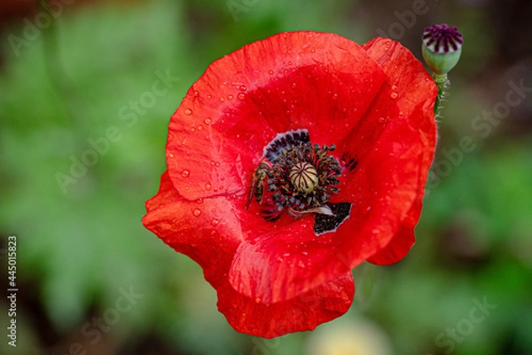 Fototapeta After the rain, hoverfly collecting pollen from wild poppy flowers