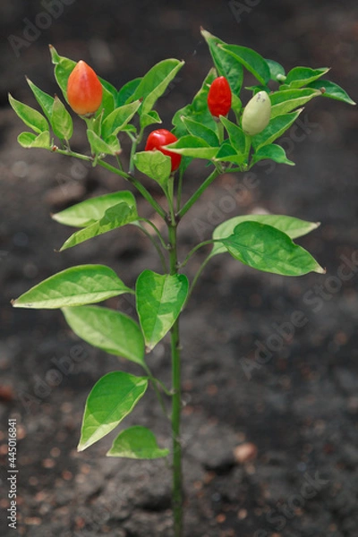 Obraz Red and green peppers grow on bush close-up