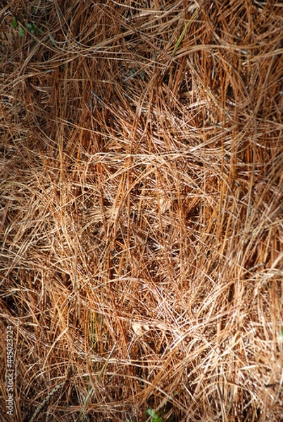 Fototapeta ピナス・パツラの枯葉　葉模様