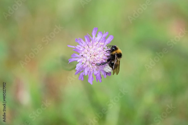 Obraz Bumblebee on purple flower