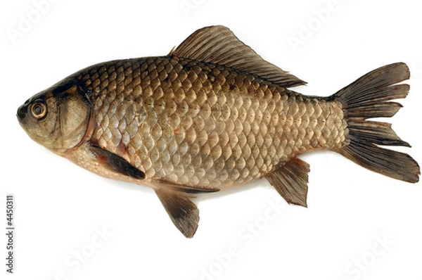 Obraz fish