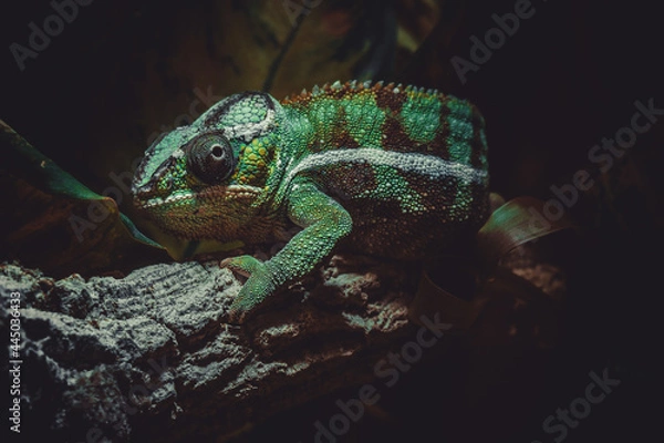 Fototapeta green lizard on a branch