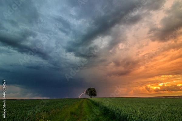 Fototapeta sunset in the field