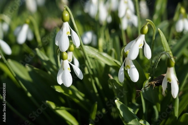 Obraz Snowdrops in April