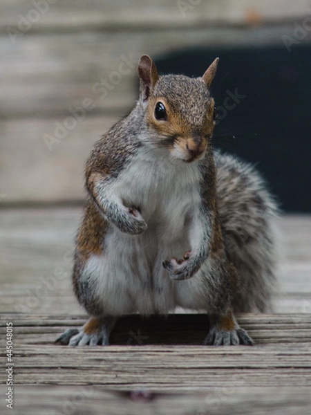 Obraz Grey Squirrel