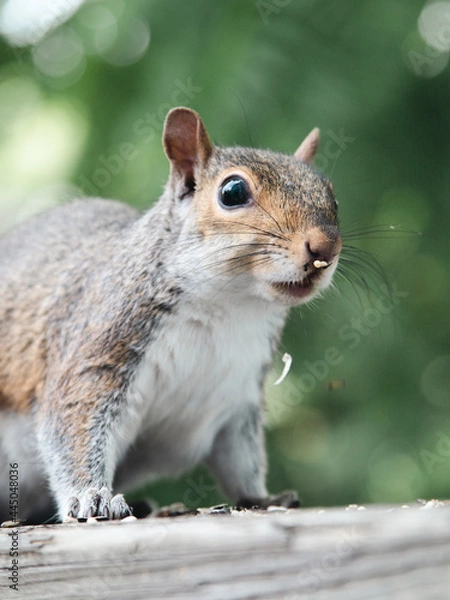 Obraz Squirrel close up