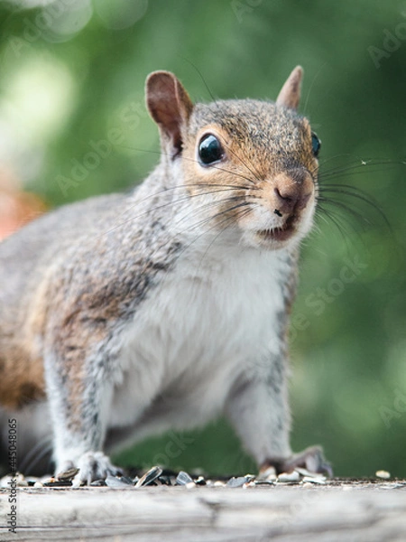 Obraz Squirrel close up