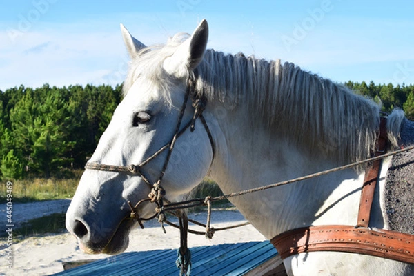 Obraz Cavalo Branco encilhado 