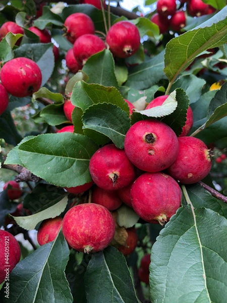 Obraz Hawthorn Fruit Ripe Autumn