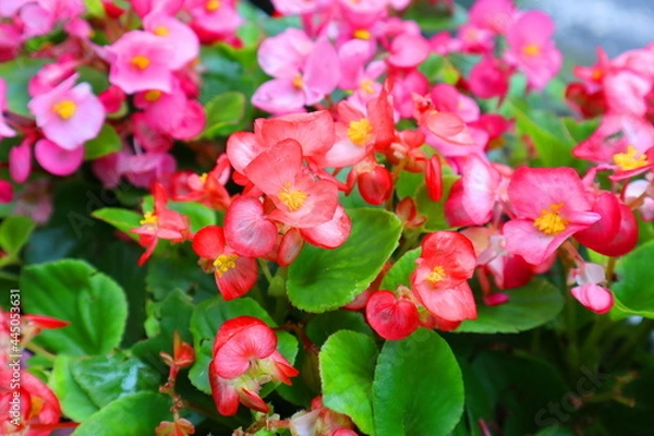Obraz pink and white flowers