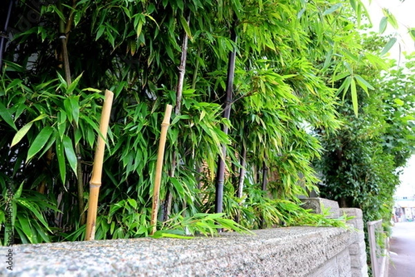 Obraz tree in the garden