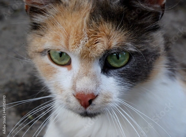 Obraz stern look of a street tricolor cat with green eyes close up 
