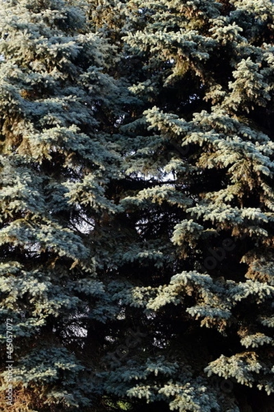 Obraz texture of bluish coniferous tree in bright setting sun
