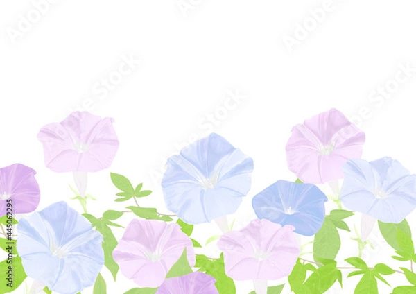 Fototapeta 水色とピンク色の朝顔の背景素材
