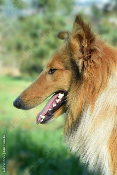 Fototapeta Collie Pelo Longo marrom e branco