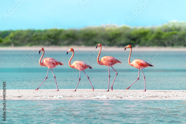 Fototapeta Cztery flamingos idące po piasku w doskonałej jednostce