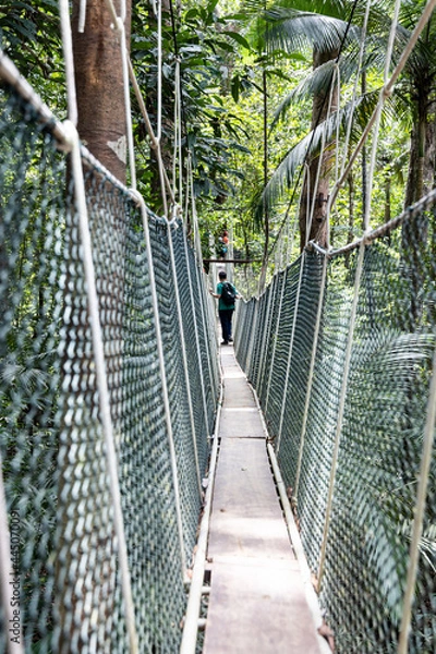 Obraz Tourist walking on canopy at Taman Negara National Park rainforest