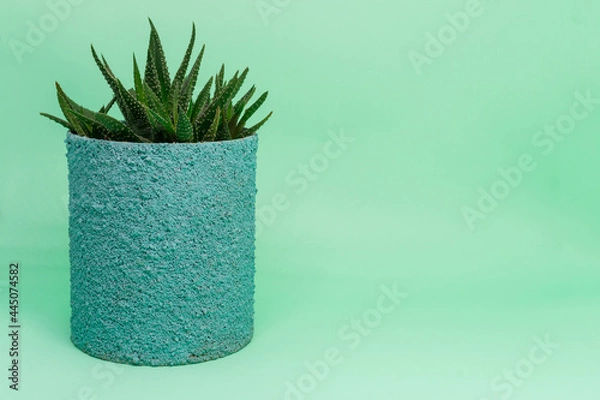 Fototapeta Small turquoise potted plant, succulent or cactus isolated on light green background. Space to enter text, logo, etc.