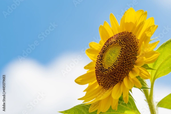 Fototapeta 太陽燦々