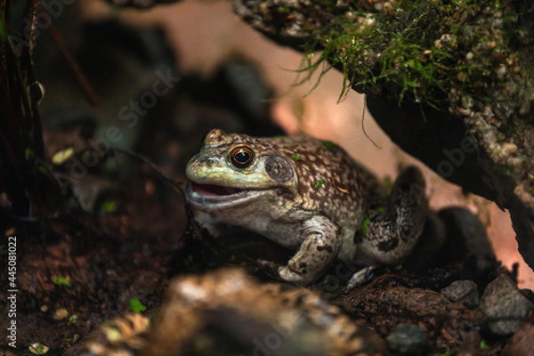 Obraz American bullfrog (Lithobates catesbeianus)