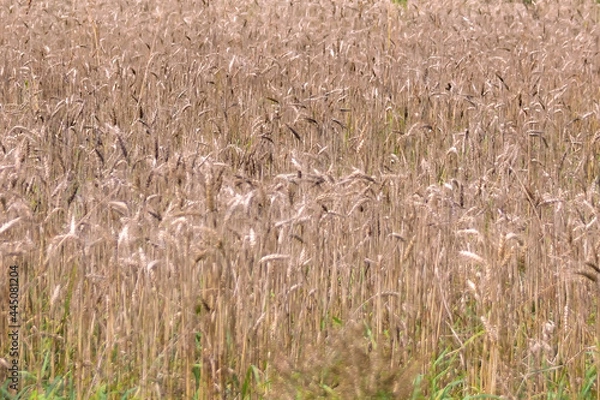 Obraz wheat field in summer
