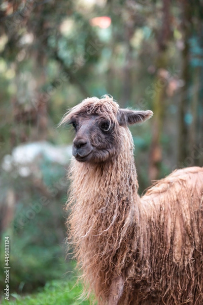 Obraz llama in the grass