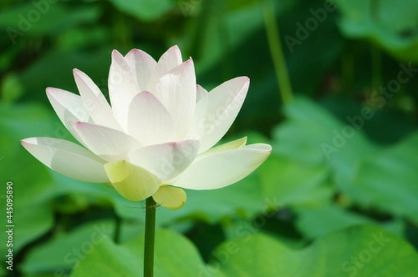 Obraz 花　ハス　はす　蓮　ホワイト