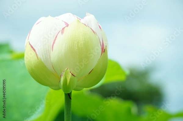 Obraz 花　はす　ハス　蓮　ホワイト