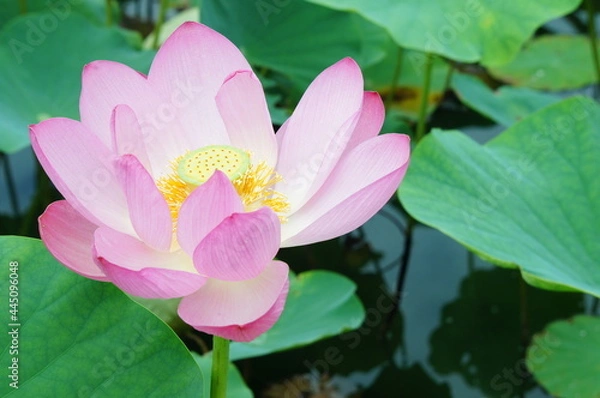 Obraz 花　はす　ハス　蓮