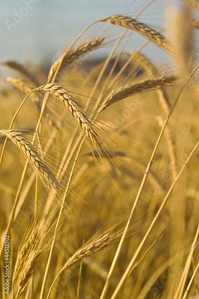 Obraz ears of wheat