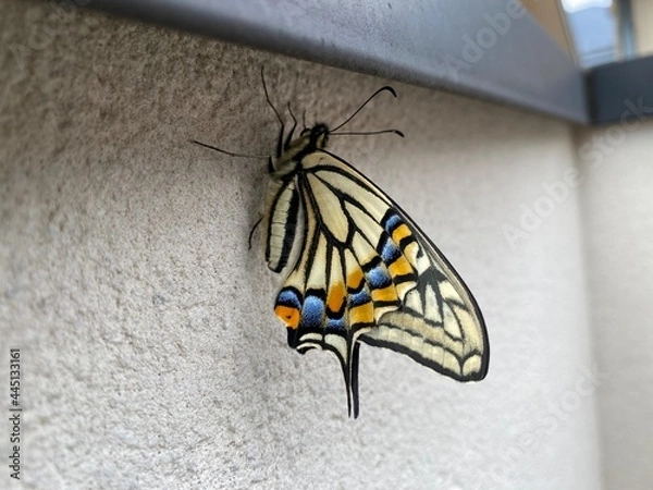 Fototapeta butterfly