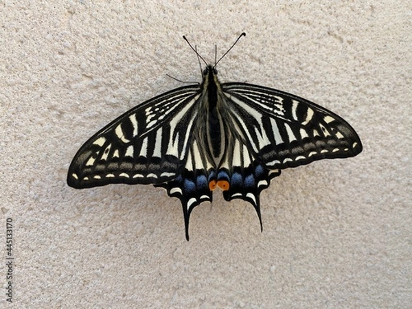 Fototapeta butterfly