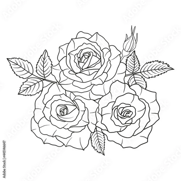 Fototapeta Rose flower bouquet line art isolated