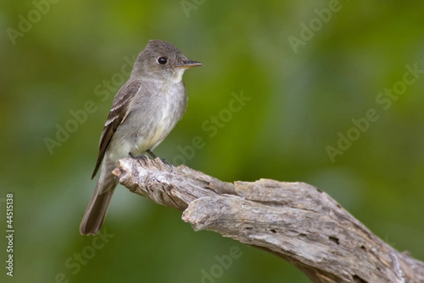 Obraz Eastern Wood Pewee