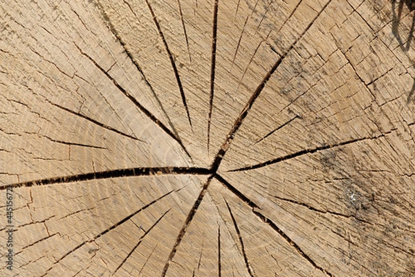 Obraz Treetrunk