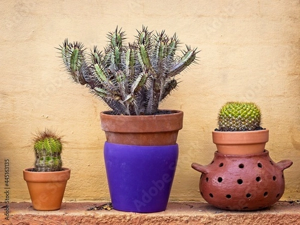 Obraz Cactus in pot with yellow background wall