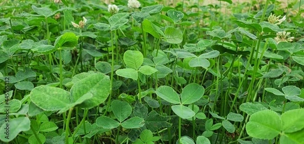 Obraz green leaves background