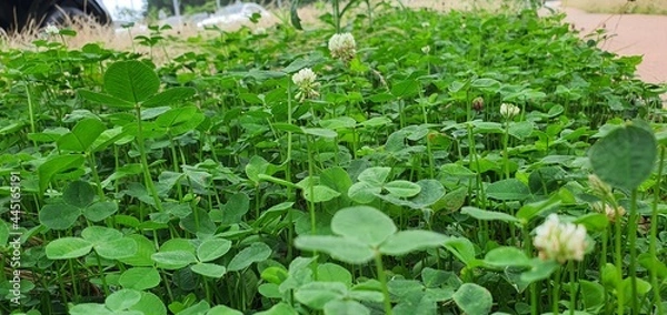 Obraz grass and flowers