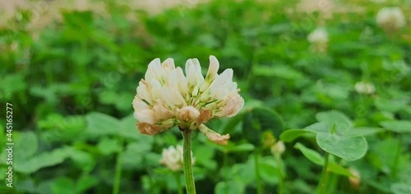 Obraz flower in the garden
